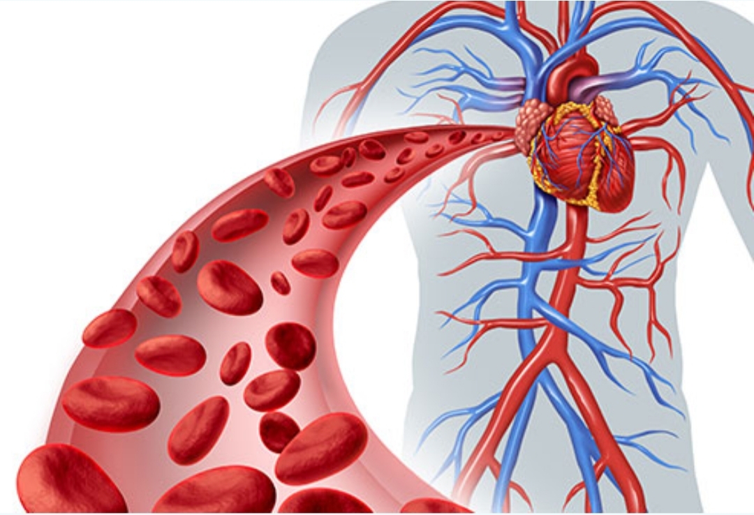 Human body blood circulatory system illustration. Poor Blood Circulation Is Dangerous to Your Health