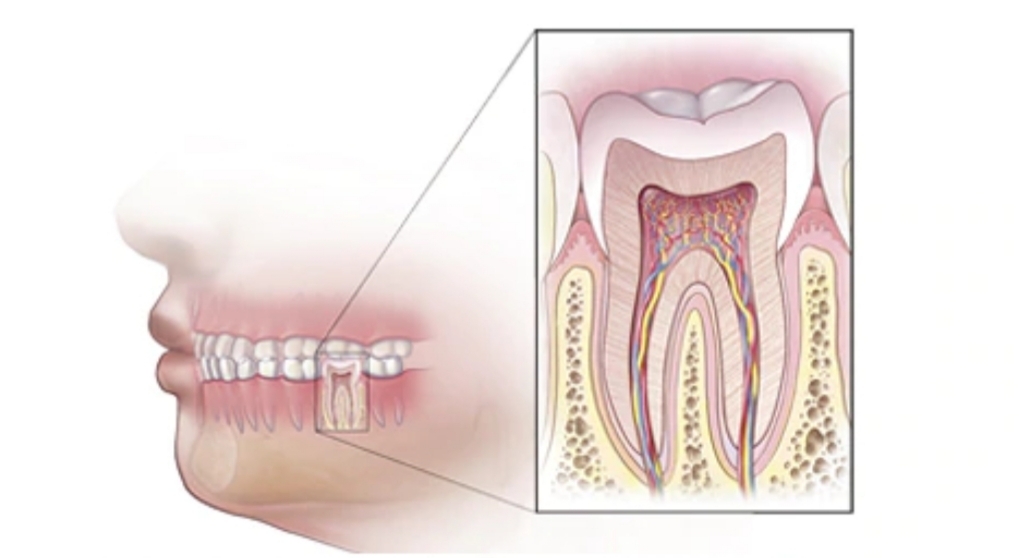 Root Canal vs Pulling Tooth: Dental profile view Human teeth and root structure.