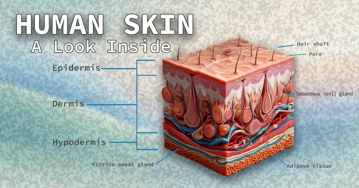 An anatomical cross-section illustration of the human skin. for Natural Max Health article "Unlock the Secrets of Your Skin: Discover How It Mirrors Your Health."