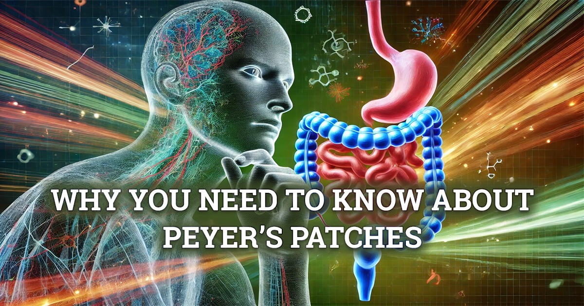What you need to know about Peyer's patches, image silhouette of thinking man and illustration of the human digestive system.